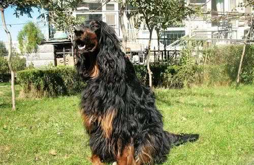 能力十足的哥顿塞特犬，在智商方面也是毫不逊色