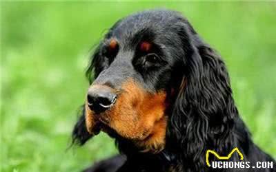 能力十足的哥顿塞特犬，在智商方面也是毫不逊色