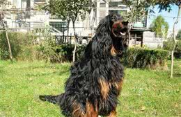 能力十足的哥顿塞特犬，在智商方面也是毫不逊色