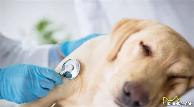 狗狗感冒了怎么办？别急，这几个方法很实用