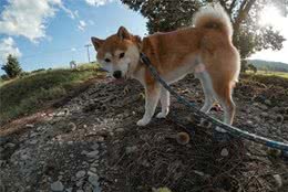 汪星人那些事，纠正犬护食的小妙招