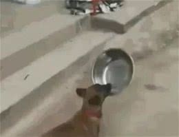 教你这样训练狗狗，成为会叼食盆的大网红