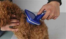 泰迪犬毛发粗糙变难看？无非是这些原因导致的