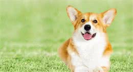 幼犬饲养与成犬饲养的区别在哪里