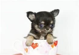 泰迪和茶杯犬是同一种犬，泰迪：茶杯犬是我的亲兄弟，同根同种
