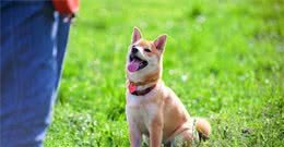 训犬不是训犬师才能做！只要主人懂得训犬基本方式，也能够