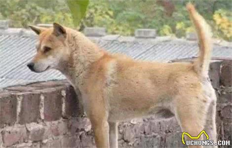 土狗为啥不必训练就能够看家？基因之外，还有另外三种原因