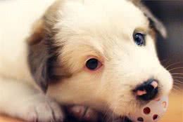 不要再随便喊狗狗名字了,否则它不听你的时，你都不知道怎么回事呀