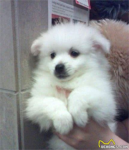 这样的爱斯基摩犬，你动心了吗？