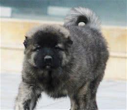 高加索犬好不好养能跟小动物和平相处