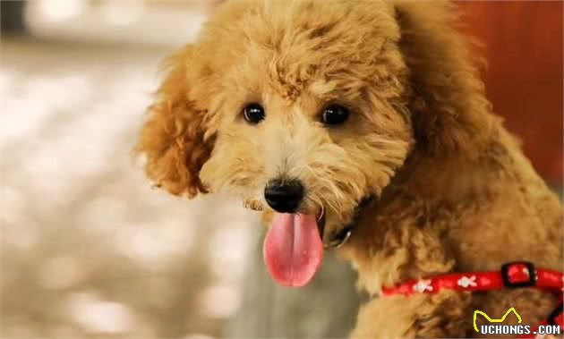 怎样的泰迪犬才算是品种优秀？