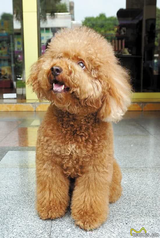 怎样的泰迪犬才算是品种优秀？