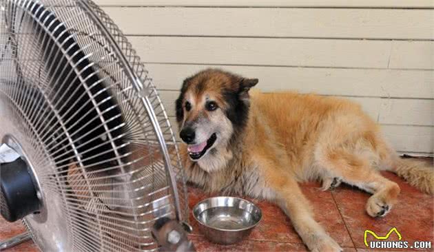 犬中暑这么处置，立刻给它洗个凉水澡，然后带去医院治疗