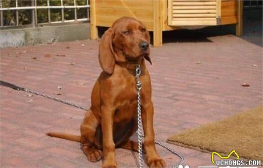 寻血猎犬是金毛吗寻血猎犬与金毛的区别