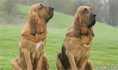 寻血猎犬是金毛吗寻血猎犬与金毛的区别