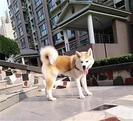 饲养秋田犬，需要注意的事情！