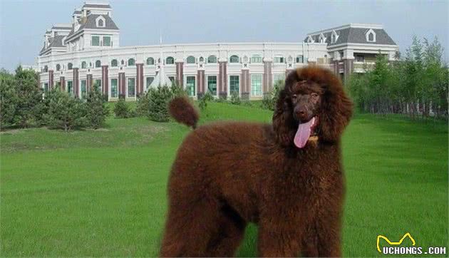 谁说泰迪犬都很小？来看超大型泰迪犬，碰着藏獒都敢日