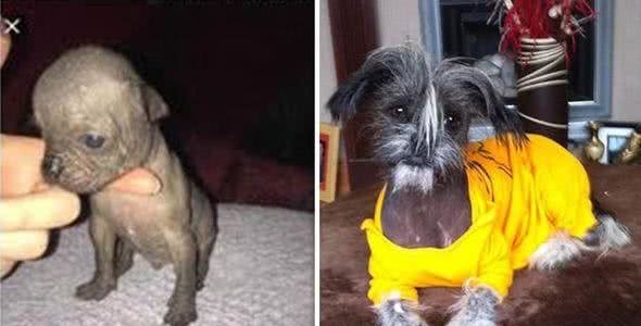 无良狗贩为谋利培养独特的中国杂交犬，长相畸形健康状况令人堪忧