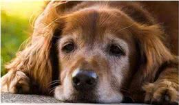 十岁金毛犬等若退休老人，爱宠寿命短暂，主人应学会五点帮狗狗养老