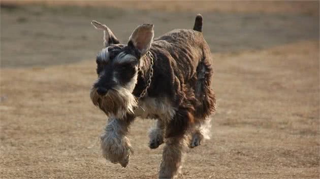 当我们被犬咬伤后如何有效预防狂犬病?