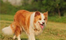 当你了解边境牧羊犬的这几个优点，你会更想养它