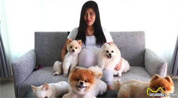 博美犬之所以多人养，离不开这“7个理由”