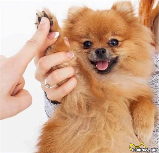 博美犬之所以多人养，离不开这“7个理由”