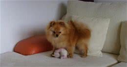 幼犬饲养在狗狗幼年时饲养最为关键