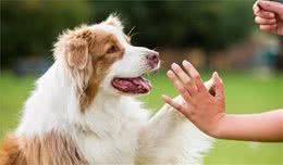 训狗师提醒：训练狗狗有4大禁忌，不少人还在每天犯