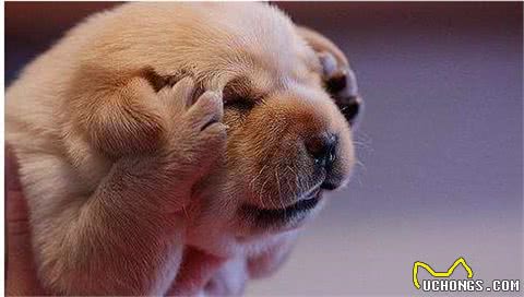 宠物小型犬常见疾病，你了解多少？