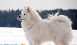 动物星球·世界名犬赏析—美国爱斯基摩犬！