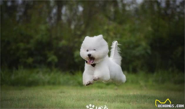 比熊犬的优缺陷，你知道哪些？