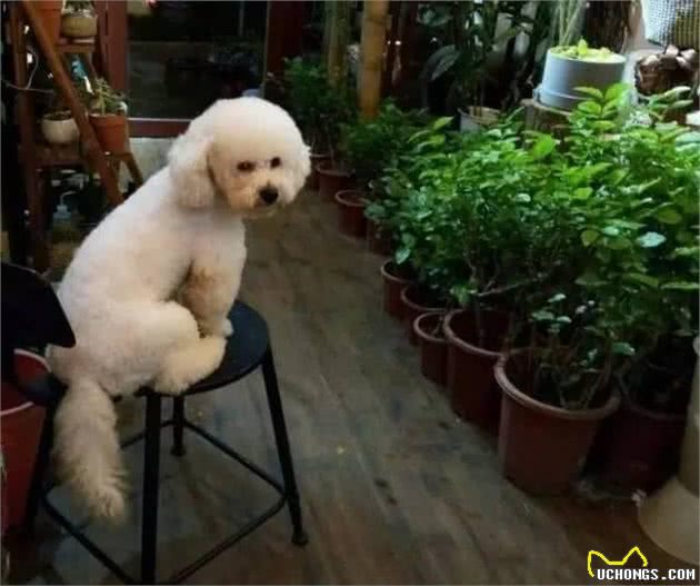 比熊犬的优缺陷，你知道哪些？
