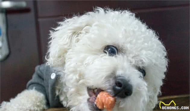 比熊犬的优缺陷，你知道哪些？