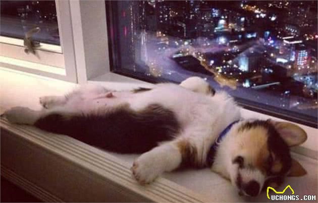犬性格是什么?用它的睡姿判别,超准