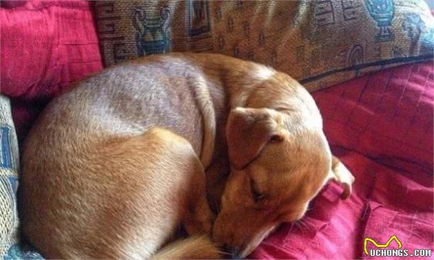 犬性格是什么?用它的睡姿判别,超准