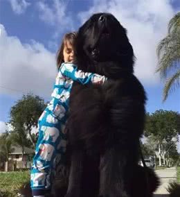 大块头也能够很温油，纽芬兰犬多是最表里不一的汪星人了