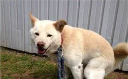 狗狗出现这些表现，说明进入“发情期”了