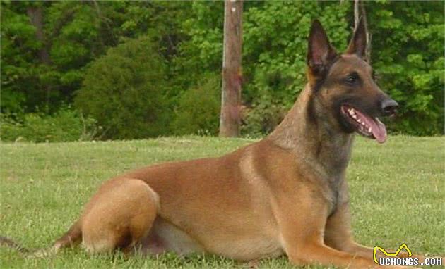 解读“比利时牧羊犬”，超轻能力的工作犬，能够从事任何职业