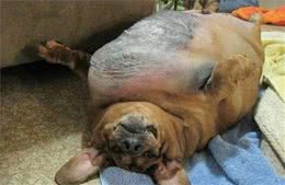 狗狗过度肥胖危害健康，狗狗会超重，完全是狗主人的责任