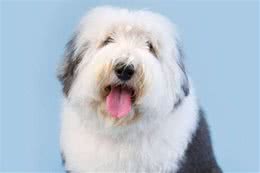 买古代牧羊犬有没有值得参考的意见