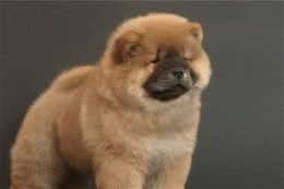 纯种松狮犬特点纯种松狮犬拥有蓝黑舌头