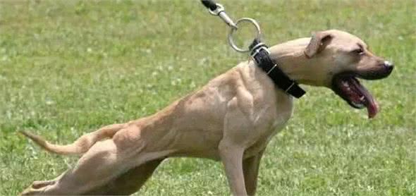 老年比特犬长寿又健康的饮食秘诀