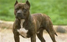 老年比特犬长寿又健康的饮食秘诀