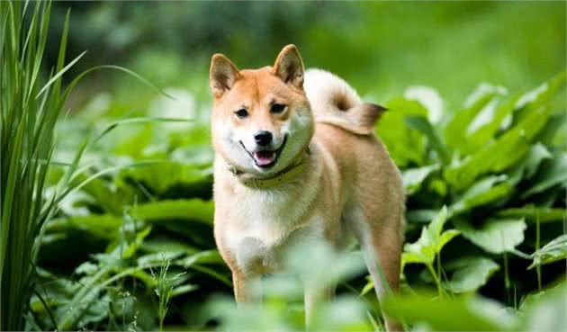 犬种科普柴犬