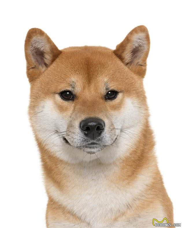 犬种科普柴犬