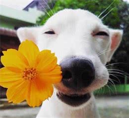犬传染性肝炎