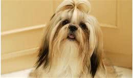 西施犬寿命饲养方法对西施犬寿命很关键