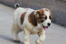 如何对爱犬饮食进行管教