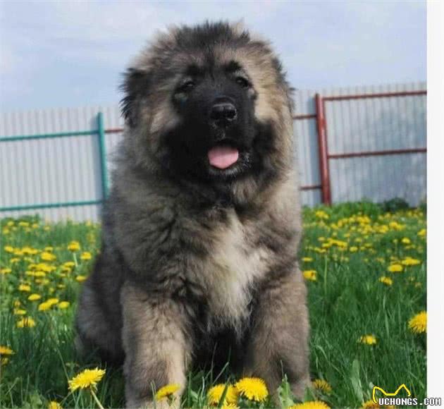 高加索幼犬｜多少钱｜一只？怎么挑选｜纯种高加索幼犬